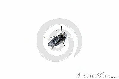 Closeup shot of Bibio marci insect, a St Marks fly isolated on a white background. Stock Photo