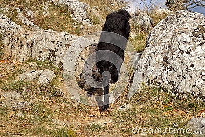 Closeup shot of a black Croatian sheepdog walking on a rocky mountainous place Stock Photo