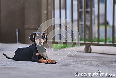 Closeup shot of a black Dobermann near the fence Stock Photo