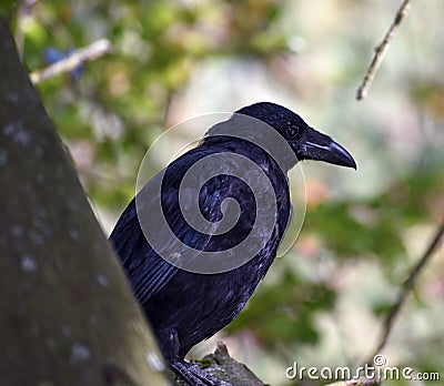 Closeup shot of a black raven on a blurred background Stock Photo