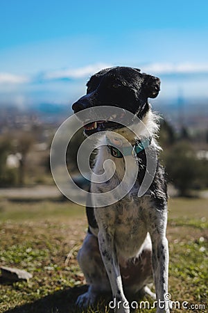 Closeup shot of a black and white spotted Texas Heeler dog with a blue-collar sitting in the sun Stock Photo