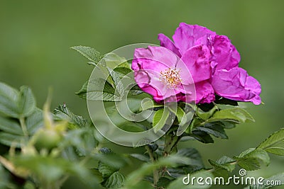 Closeup shot of blooming Dog Rose flower in a house garden Stock Photo