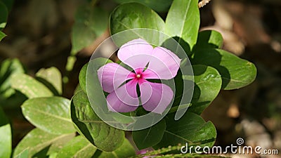 Closeup shot of a blooming pink Madagascar Periwinkle flower Stock Photo