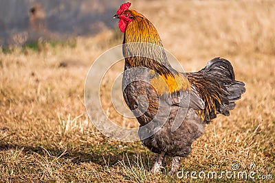 Closeup shot of a Brahma chicken under sunlight standing on a dry grass Stock Photo