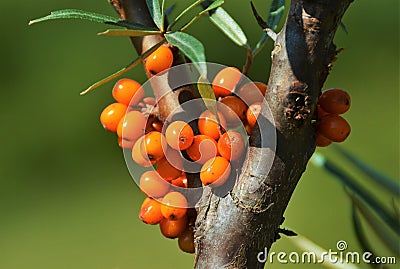 Closeup shot of a branch with sea buckthorn fruit Stock Photo