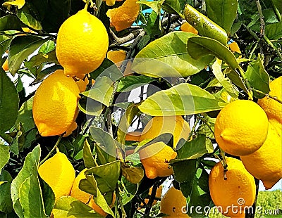 Closeup shot of branches of ripe lemon Stock Photo