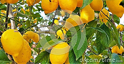Closeup shot of branches of ripe lemon Stock Photo