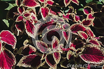 Closeup shot of bright coleus leaves Stock Photo