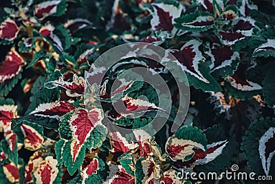 Closeup shot of bright coleus leaves Stock Photo