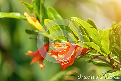 Closeup shot of bright red Pomegranate flowers Punica granatum with buds with green leaves. Its sweetish tangy bloom odor with a Stock Photo
