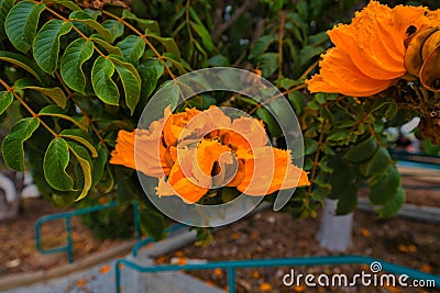 Closeup shot of the bright yellow flowers of a Golden African tulip tree in a garden Stock Photo