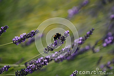 Closeup shot of broadleaved lavenders (Lavandula latifolia) in the field Stock Photo