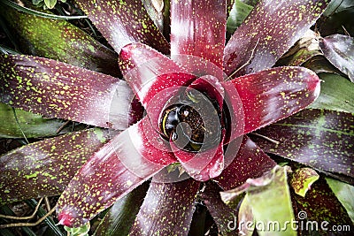 Closeup shot of a bromelia flower in a garden Stock Photo