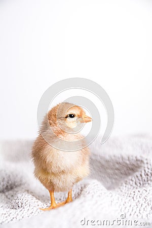 Closeup shot of brown chicks on a cloth with a white background Stock Photo