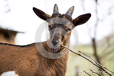 Closeup shot of a brown goat biting a stick Stock Photo