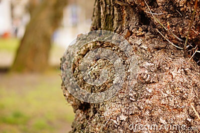 Closeup shot of a bulge on a tree trunk against a blurry background Stock Photo