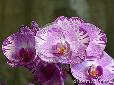 Closeup shot of a bunch of beautiful pink and white orchids Stock Photo