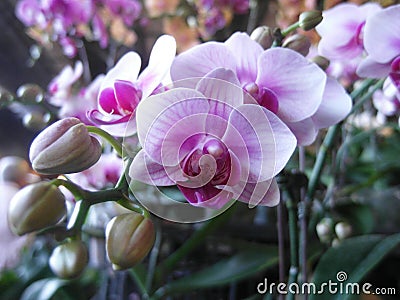 Closeup shot of a bunch of delicate beautiful phalaenopsis flowers in blossom Stock Photo