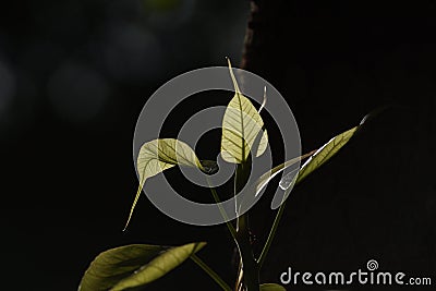 Closeup shot of a bunch of leaves on a black background Stock Photo