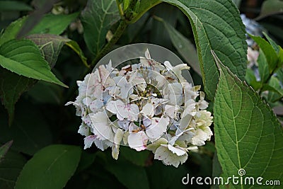 Closeup shot of a bundle of white flowers in a garden full of plants on a bright day Stock Photo