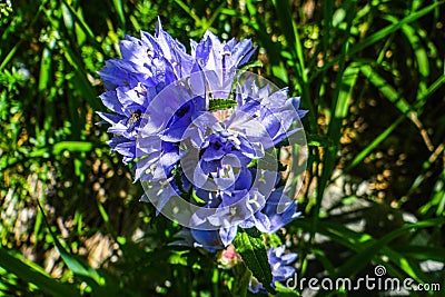 Closeup shot of a Campanula cervicaria in a forest during the day Stock Photo