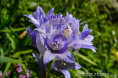 Closeup shot of a Campanula cervicaria in a forest during the day Stock Photo