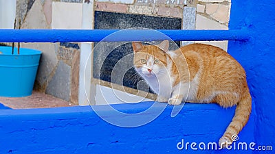Closeup shot of a cat at the fishing port in Ayamonte, Huelva, Spain, Andalusia Stock Photo