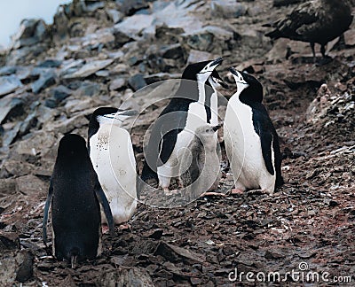 a closeup shot of Chinstrap Penguins with chicks in Antarctica. Stock Photo