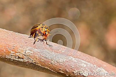 Closeup shot of a Colorado potato beetle on a tree surface Stock Photo