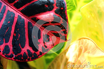 A closeup shot of a colorful croton leaf with rain drops . Stock Photo