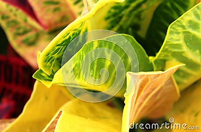 A closeup shot of a colorful croton leaves . Stock Photo