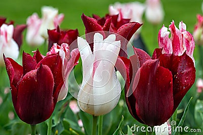 Closeup shot of colorful Tulip flowers at Butchart Gardens with waterdrops on petals Stock Photo