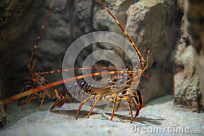 Common spiny lobster palinurus elephas underwater Stock Photo