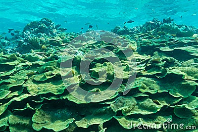 Closeup shot of corals and fish located in the clear blue water Stock Photo