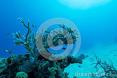 Closeup shot of corals, fish, and a man wearing scuba suit underwater Stock Photo