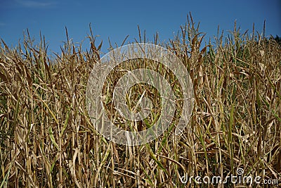 Closeup shot of a cropfield Stock Photo