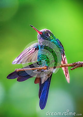 Closeup shot of a Cuban hummingbird perched on a thick tree branch. Stock Photo