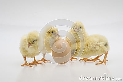 Closeup shot of cute baby chicks near an egg on a white background Stock Photo