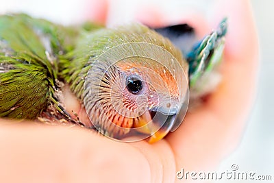 Closeup shot of a cute baby peach faced love bird in a person`s palm Stock Photo