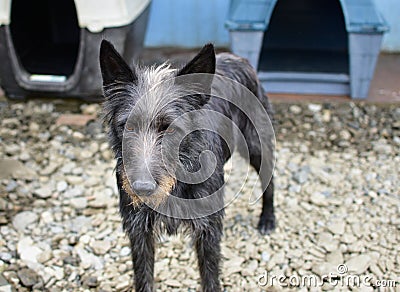 Closeup shot of a cute black croatian sheepdog Stock Photo