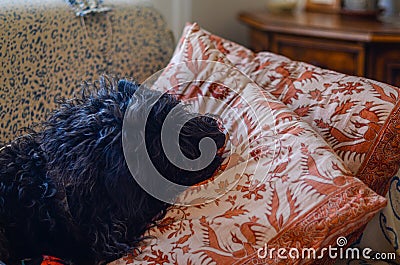 Closeup shot of a cute black fluffy puppy lying on the pillows on a couch Stock Photo