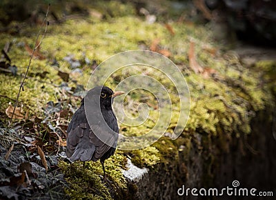 Closeup shot of a cute blackbird on the edge of the stairs overgrown with grass Stock Photo