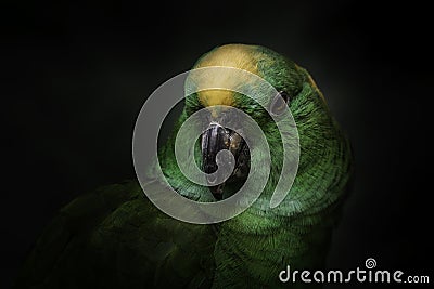 Closeup shot of a cute budgerigar parrot Stock Photo