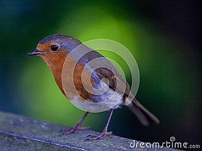 Closeup shot of a cute European robin bird Stock Photo
