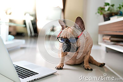 Closeup shot of a cute French Bulldog in eyeglasses looking at the laptop Editorial Stock Photo