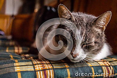 Closeup shot of a cute gray sleeping cat Stock Photo