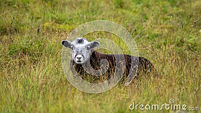 Closeup shot of a cute Herdwick lamb lying in the meadow in the daylight Stock Photo