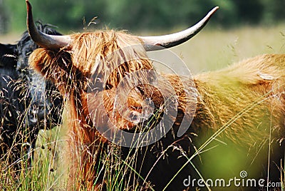 Closeup shot of a cute highland cow grazing in a field Stock Photo