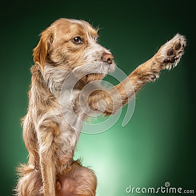 Closeup shot of cute light brown Basset Fauve de Bretagne trying to catch something Stock Photo