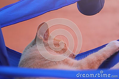 Closeup shot of a cute light colored cat sleeping Stock Photo